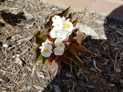 Begonia cucullata
