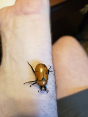 Pelidnota punctata