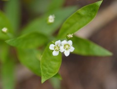 Moehringia macrophylla