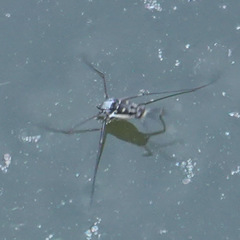 Trepobates subnitidus