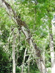 Epiphyllum phyllanthus