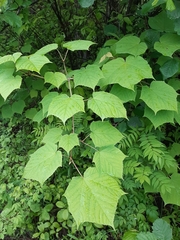 Acer tegmentosum