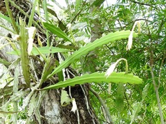 Epiphyllum phyllanthus