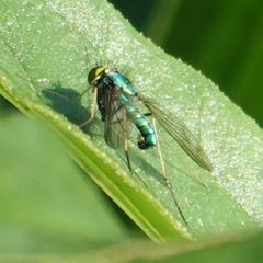 Condylostylus comatus