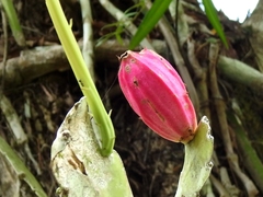 Epiphyllum phyllanthus