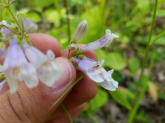 Penstemon
