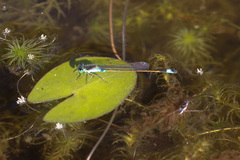 Lagarosiphon verticillifolius