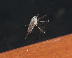 Neoitamus cyanurus