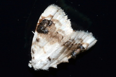 Nola cilicoides