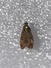 Insecta
