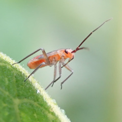 Lopidea