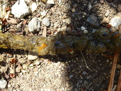 Botryllus schlosseri