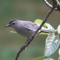 Dumetella carolinensis