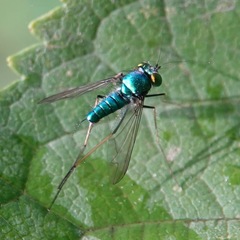 Condylostylus comatus