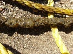 Botryllus schlosseri