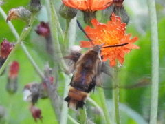 Hemaris aethra
