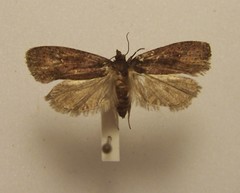 Cryptaspasma querula