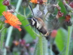 Hemaris aethra