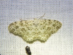 Scopula plantagenaria