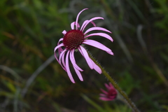 Echinacea pallida