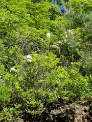 Xerophyllum asphodeloides