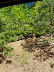 Xerophyllum asphodeloides