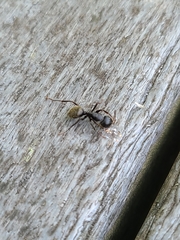 Camponotus pennsylvanicus