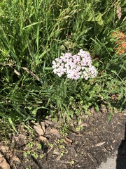 Achillea millefolium