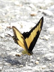 Heraclides androgeus