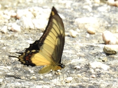 Heraclides androgeus