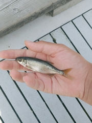 Richardsonius balteatus