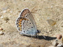 Plebejus