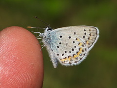 Plebejus