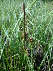Carex striata