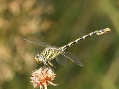 Onychogomphus uncatus