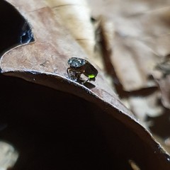 Lamprohiza splendidula