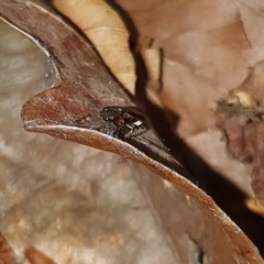 Lamprohiza splendidula