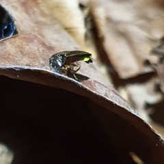 Lamprohiza splendidula