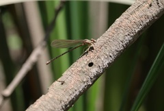 Argia sedula