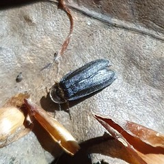 Lamprohiza splendidula