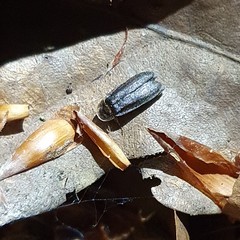 Lamprohiza splendidula