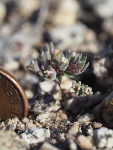 Image of Nemacladus twisselmannii by (c) Nina House, some rights reserved (CC BY)
