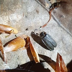 Lamprohiza splendidula