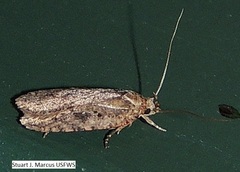 Agonopterix argillacea