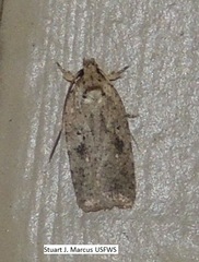 Agonopterix argillacea