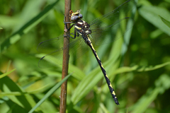 Cordulegaster obliqua