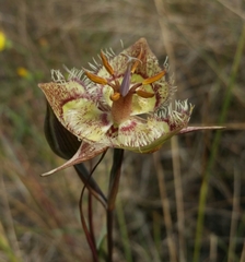 Calochortus tiburonensis