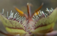 Calochortus tiburonensis