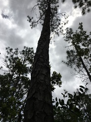 Pinus serotina