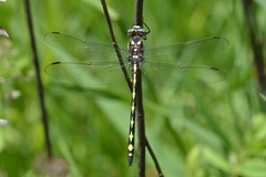 Cordulegaster obliqua